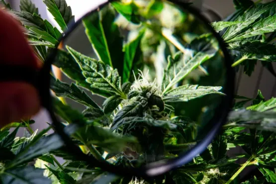 seo-for-cbd-companies-the-guide-to-boost-your-online-visibility